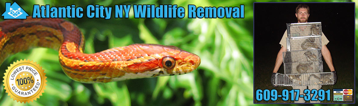 Atlantic City Wildlife and Animal Removal